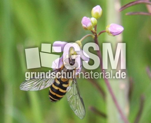 Wiesenschaumkraut-Schwebfliege-37.jpg